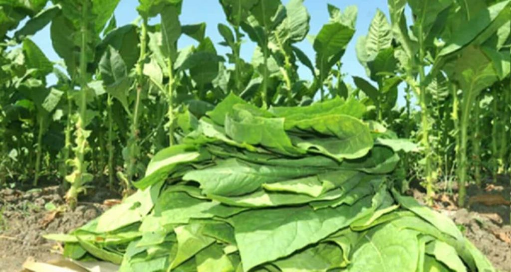 Virginia tobacco leaves, poised for international journey