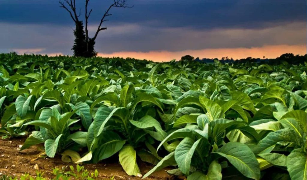 Farmer inspecting Burley tobacco plants in the field