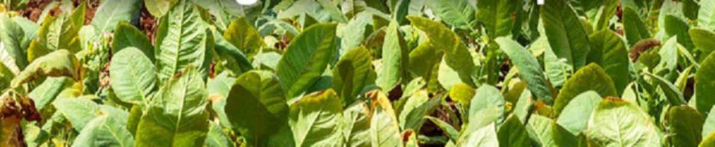 A vision of verdant tobacco fields under the Eastern Mediterranean sun.
