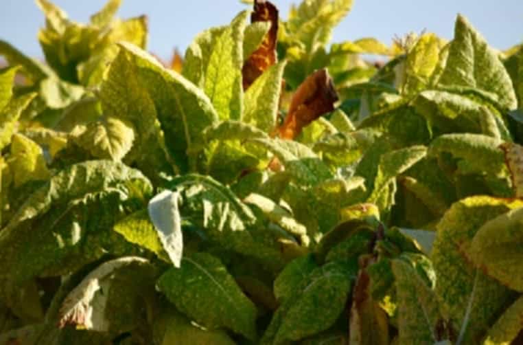 A vivid close-up of tobacco leaves, poised for harvest under the Kentucky sun